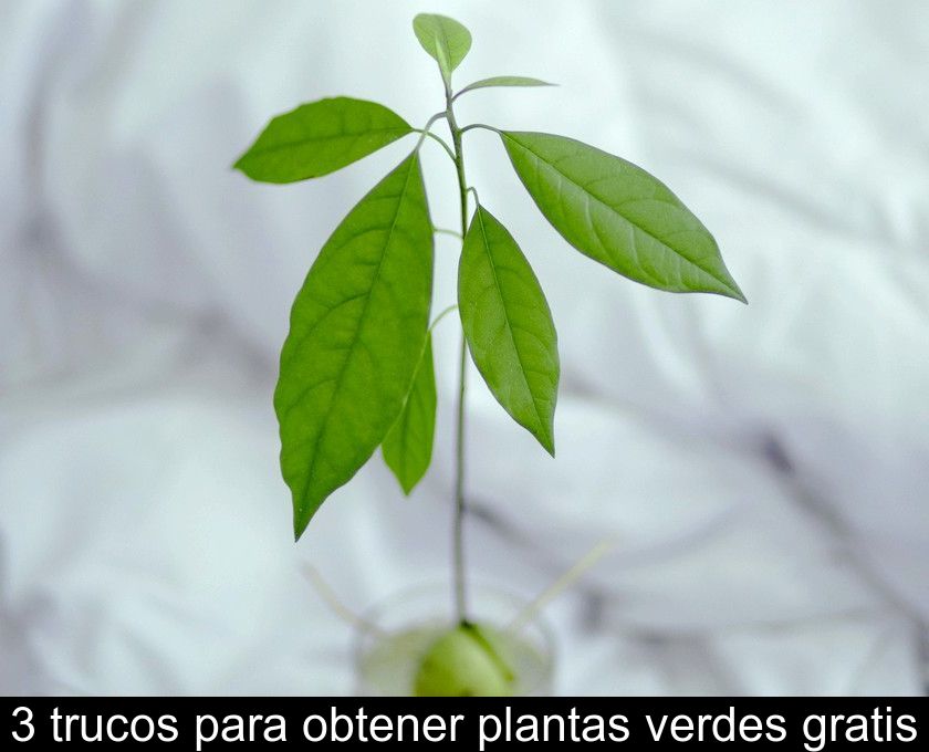 3 Trucos Para Obtener Plantas Verdes Gratis