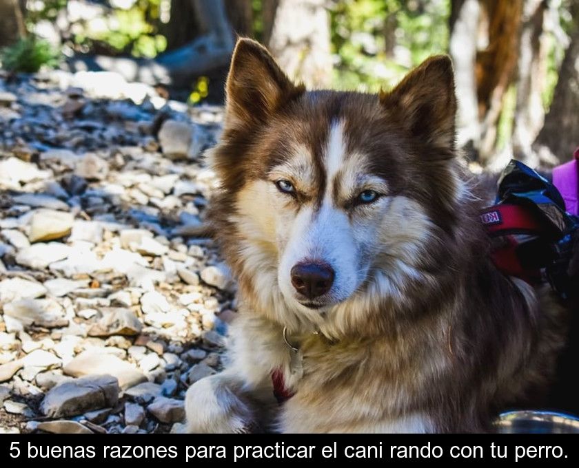 5 Buenas Razones Para Practicar El Cani Rando Con Tu Perro.