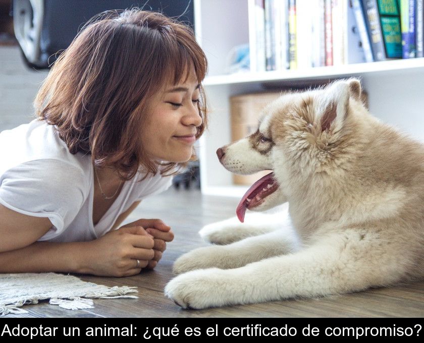 Adoptar Un Animal: ¿qué Es El Certificado De Compromiso?