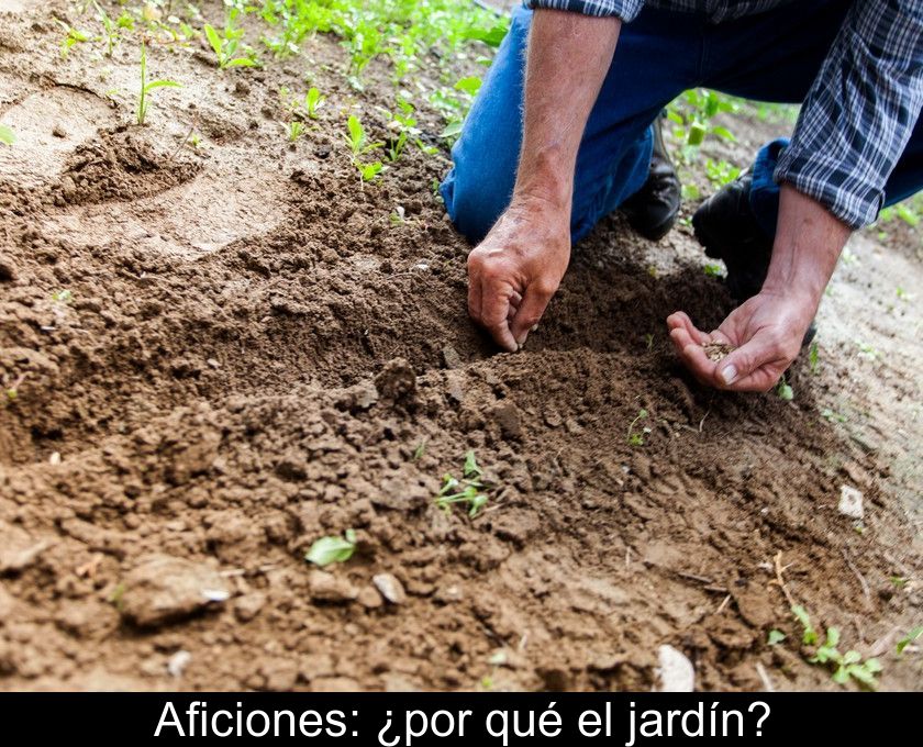 Aficiones: ¿por Qué El Jardín?