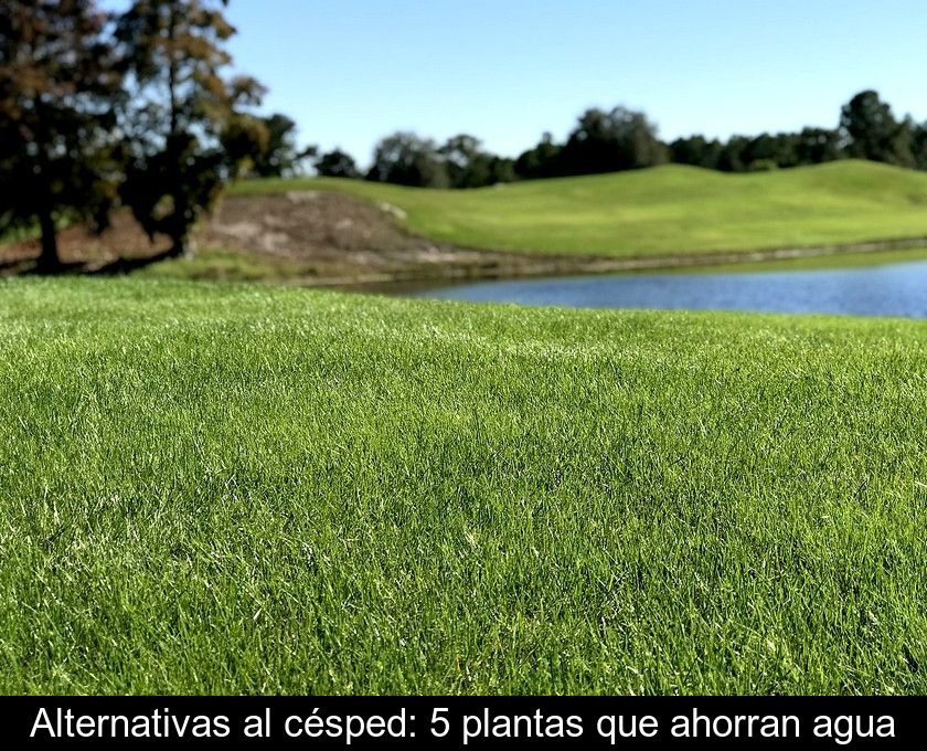 Alternativas Al Césped: 5 Plantas Que Ahorran Agua