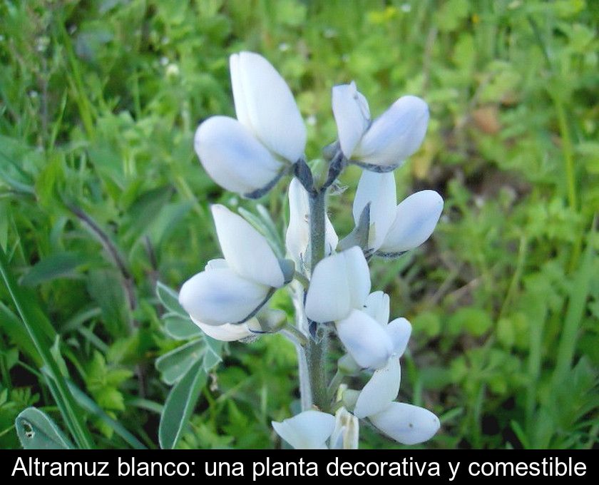 Altramuz Blanco: Una Planta Decorativa Y Comestible