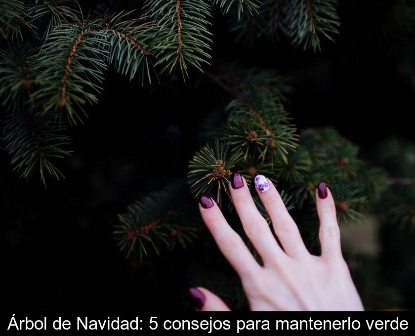 Árbol De Navidad: 5 Consejos Para Mantenerlo Verde