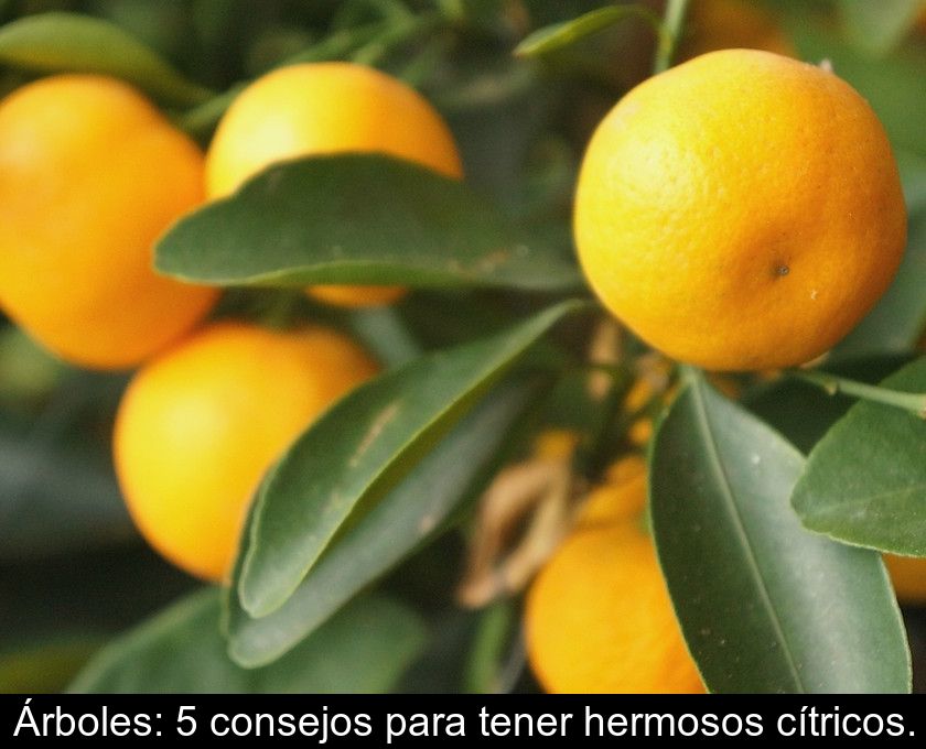 Árboles: 5 Consejos Para Tener Hermosos Cítricos.