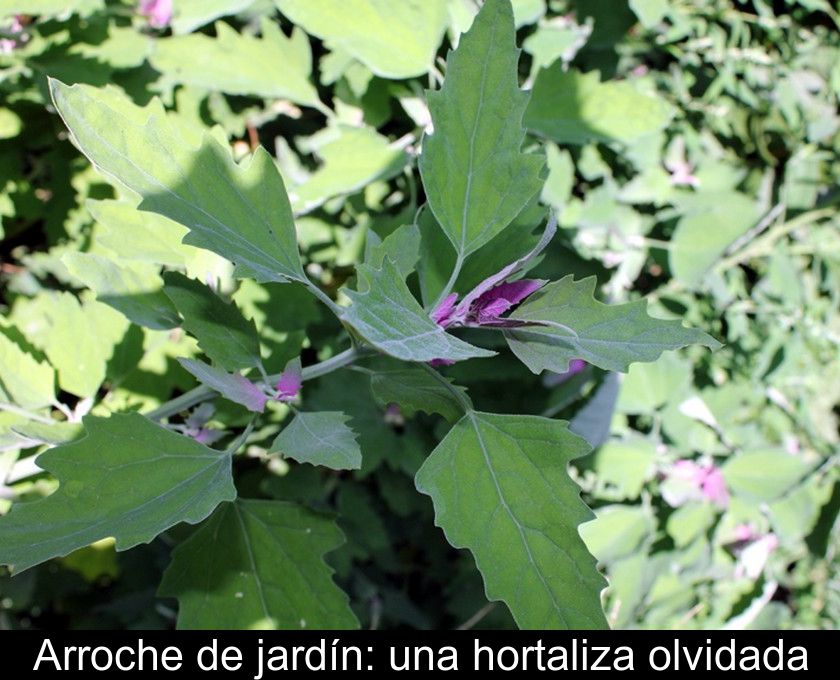 Arroche De Jardín: Una Hortaliza Olvidada