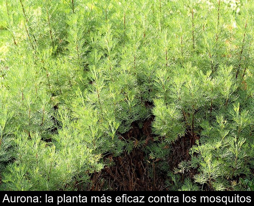 Aurona: La Planta Más Eficaz Contra Los Mosquitos