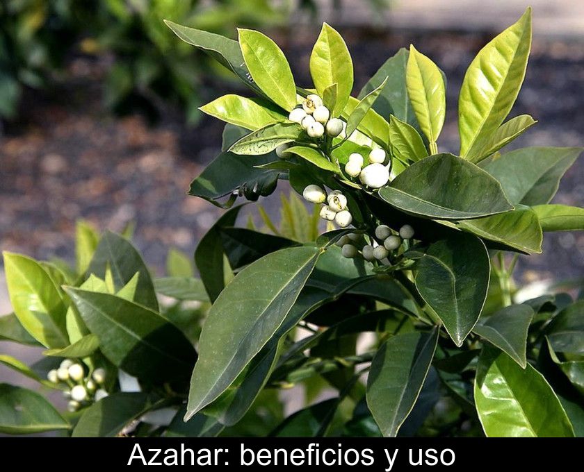 Azahar: Beneficios Y Uso