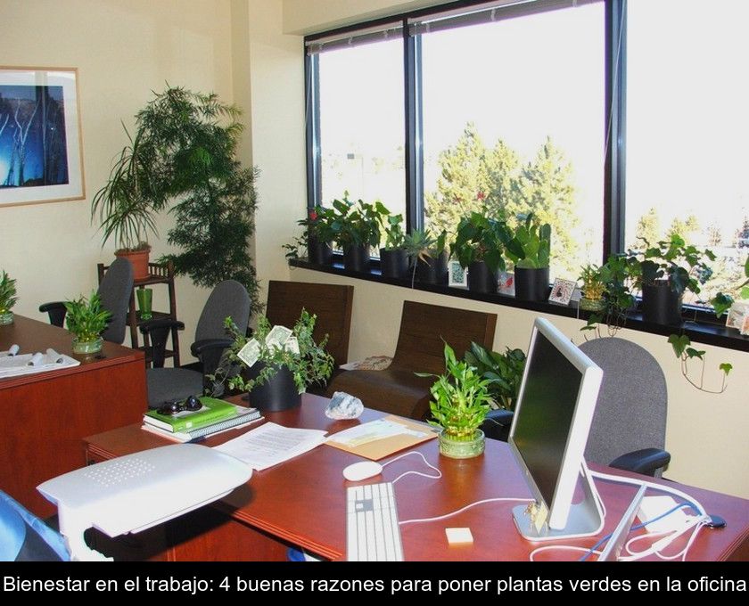 Bienestar En El Trabajo: 4 Buenas Razones Para Poner Plantas Verdes En La Oficina