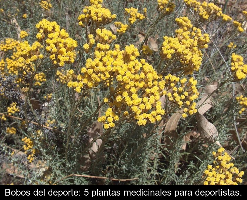Bobos Del Deporte: 5 Plantas Medicinales Para Deportistas.