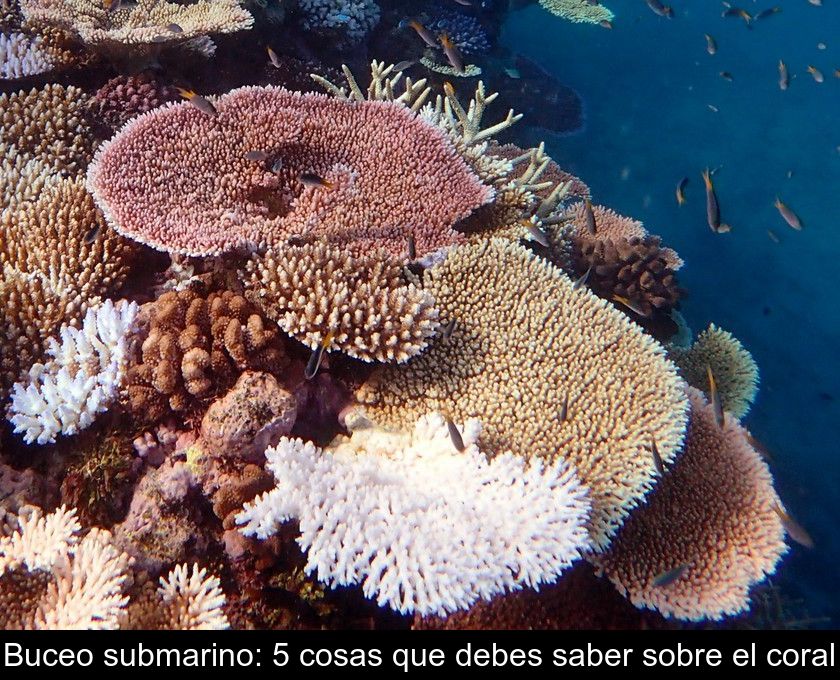 Buceo Submarino: 5 Cosas Que Debes Saber Sobre El Coral