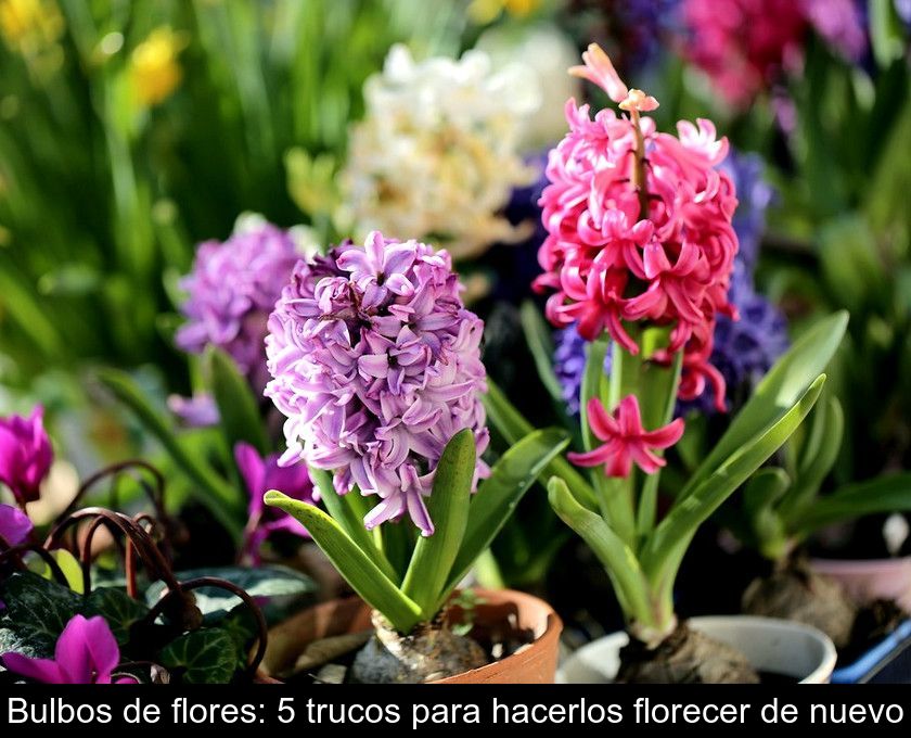 Bulbos De Flores: 5 Trucos Para Hacerlos Florecer De Nuevo