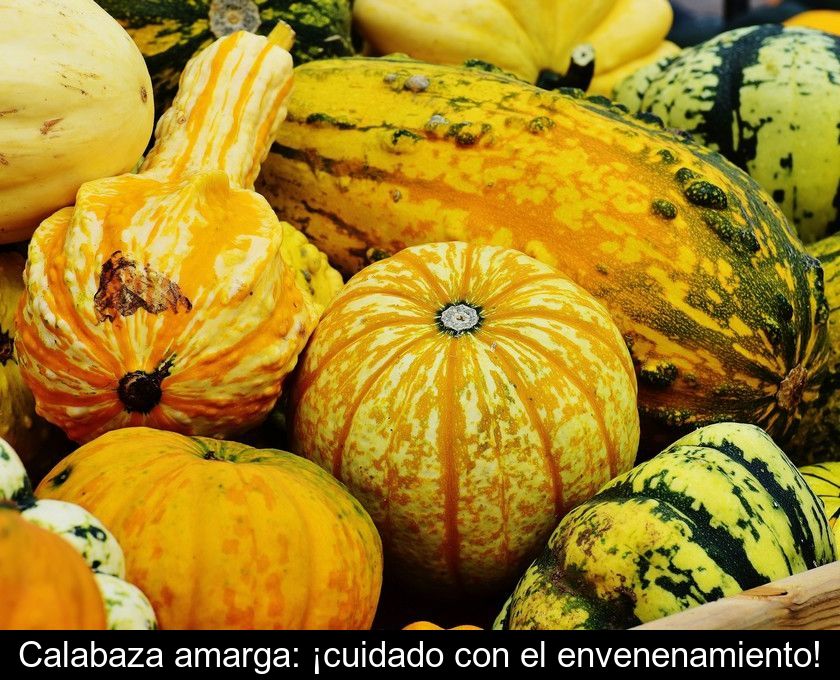 Calabaza Amarga: ¡cuidado Con El Envenenamiento!