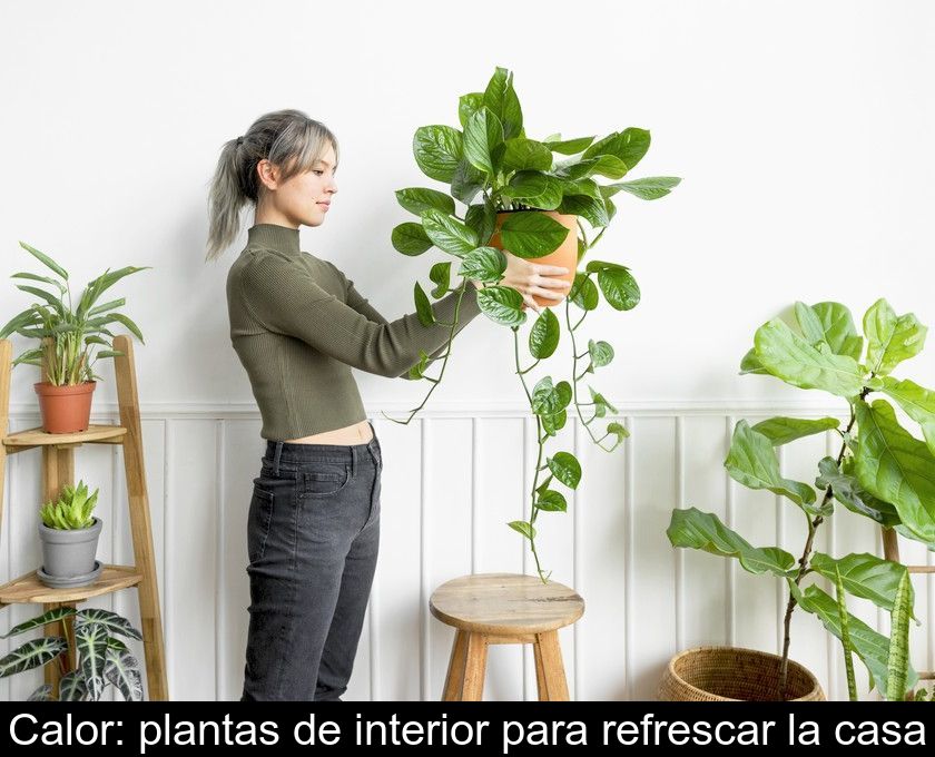 Calor: Plantas De Interior Para Refrescar La Casa