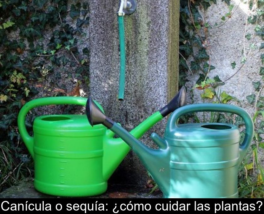 Canícula O Sequía: ¿cómo Cuidar Las Plantas?