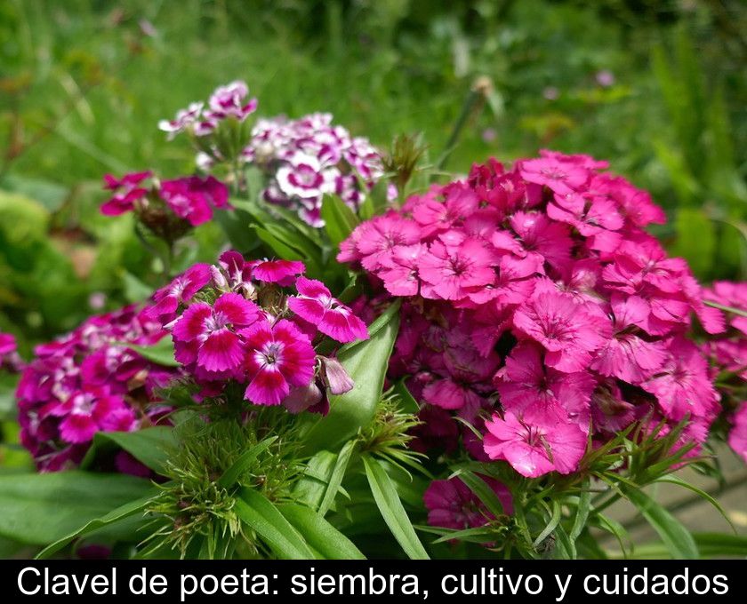 Clavel De Poeta: Siembra, Cultivo Y Cuidados