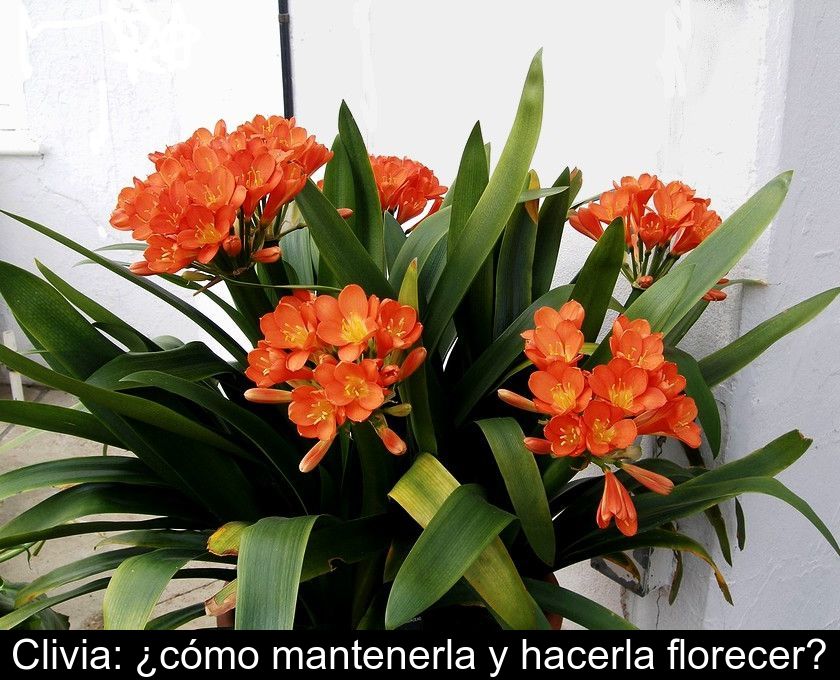 Clivia: ¿cómo Mantenerla Y Hacerla Florecer?