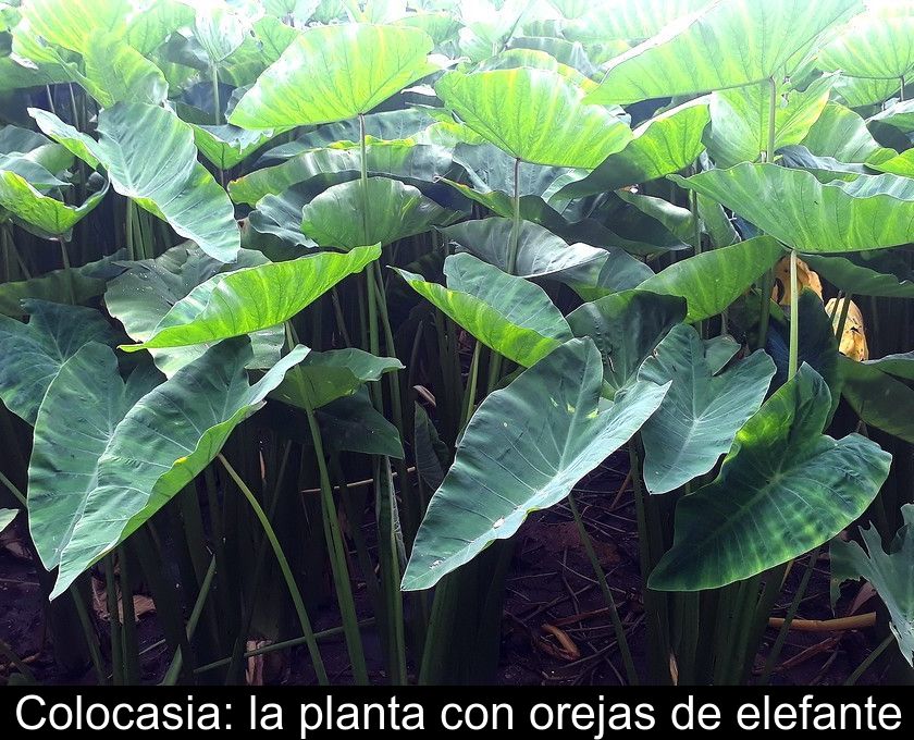 Colocasia: La Planta Con Orejas De Elefante