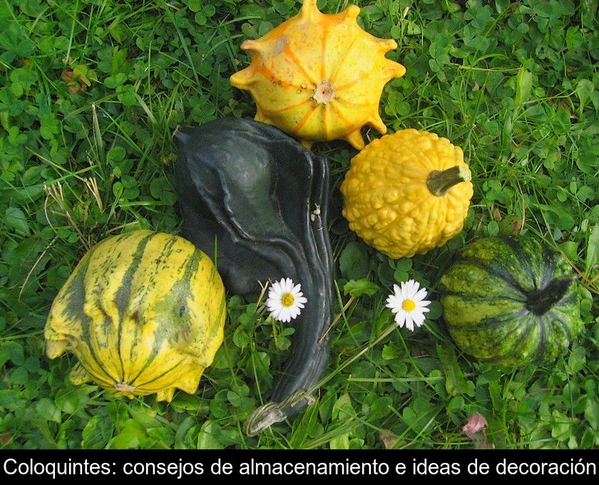 Coloquintes: Consejos De Almacenamiento E Ideas De Decoración