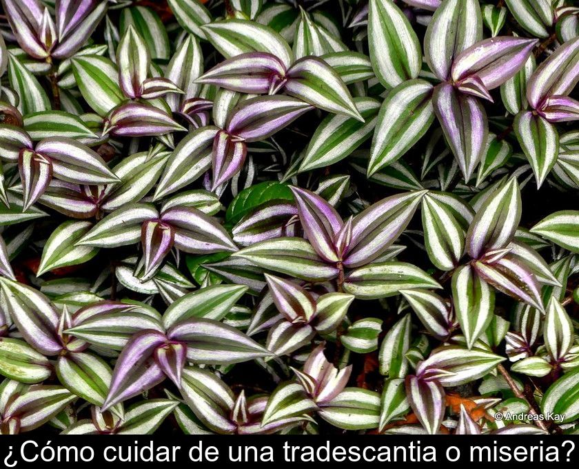 ¿cómo Cuidar De Una Tradescantia O Miseria?