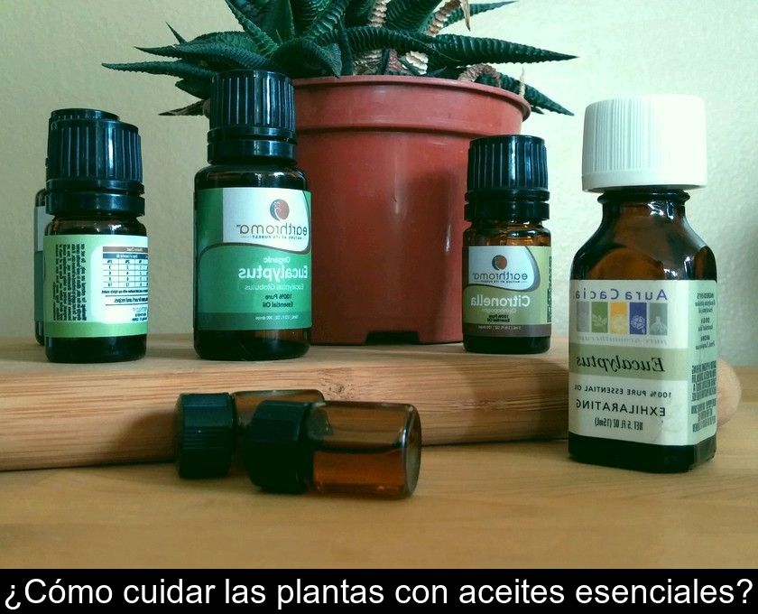 ¿cómo Cuidar Las Plantas Con Aceites Esenciales?