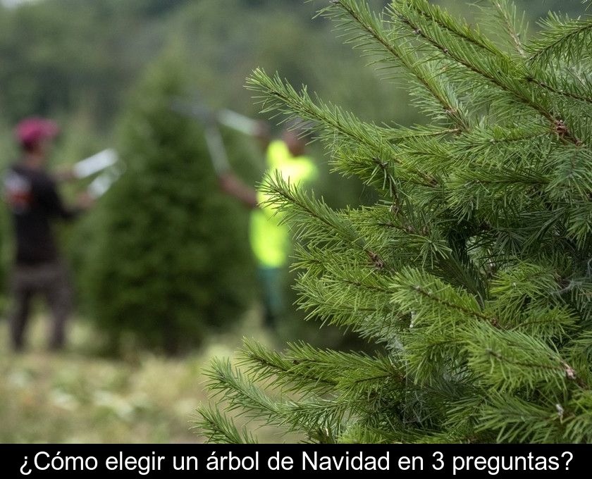 ¿cómo Elegir Un árbol De Navidad En 3 Preguntas?