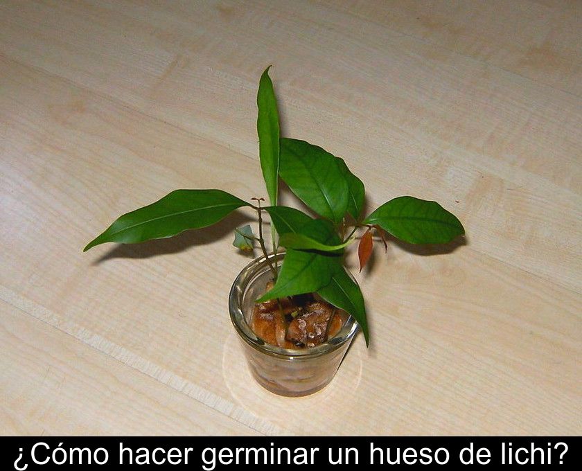 ¿cómo Hacer Germinar Un Hueso De Lichi?