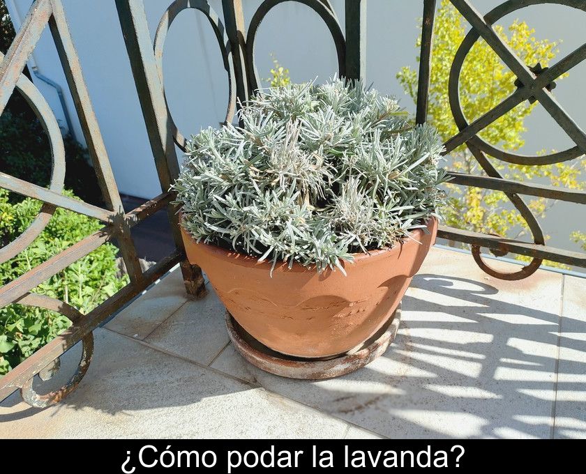 ¿cómo Podar La Lavanda?