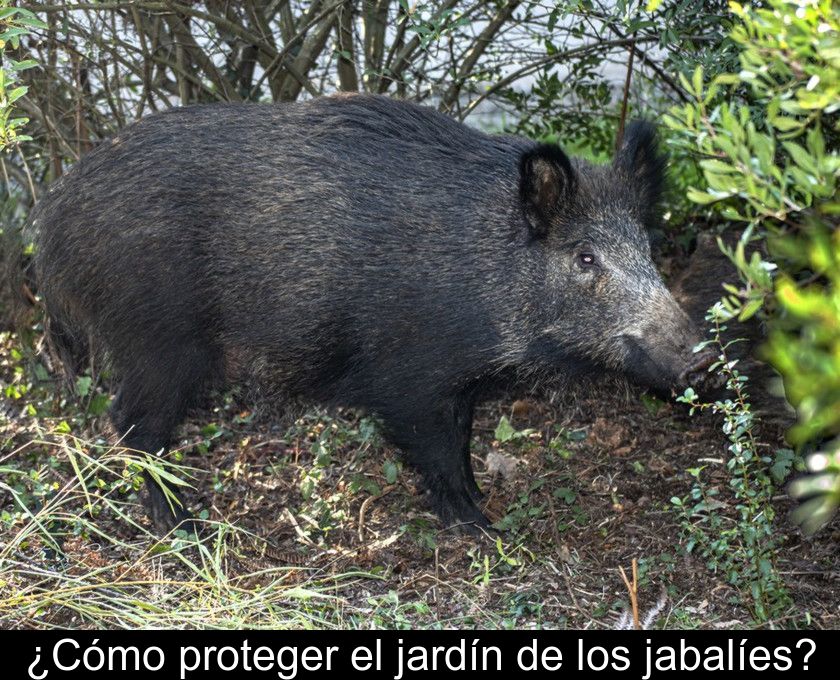 ¿cómo Proteger El Jardín De Los Jabalíes?