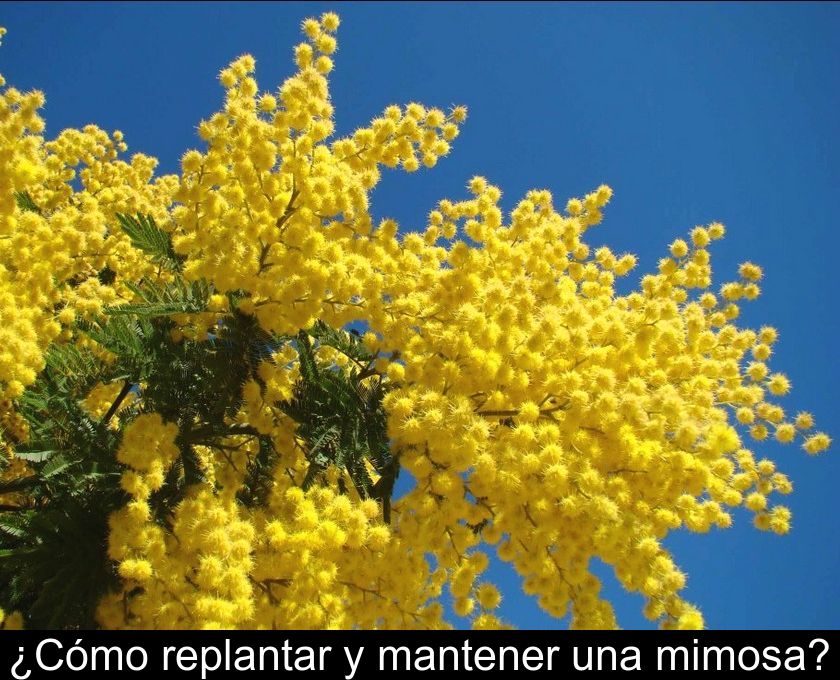 ¿cómo Replantar Y Mantener Una Mimosa?