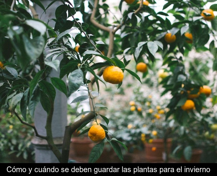 Cómo Y Cuándo Se Deben Guardar Las Plantas Para El Invierno