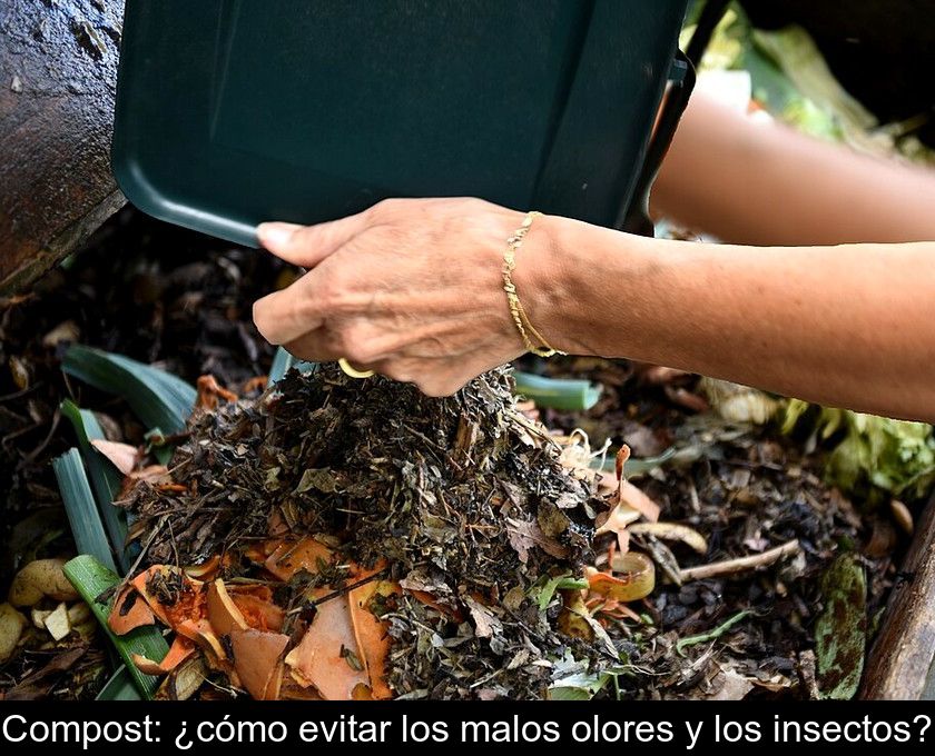 Compost: ¿cómo Evitar Los Malos Olores Y Los Insectos?
