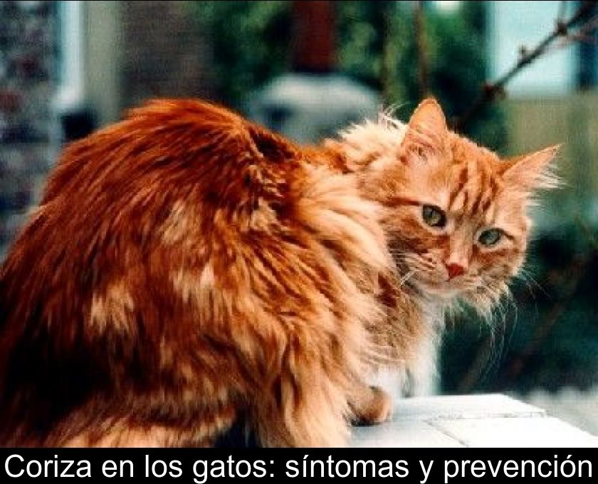 Coriza En Los Gatos: Síntomas Y Prevención