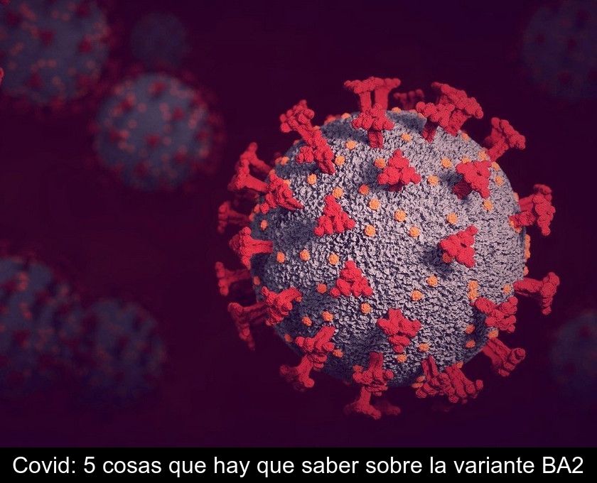 Covid: 5 Cosas Que Hay Que Saber Sobre La Variante Ba2