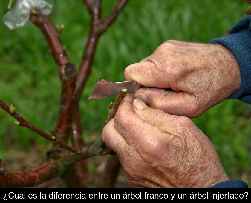 ¿cuál Es La Diferencia Entre Un árbol Franco Y Un árbol Injertado?