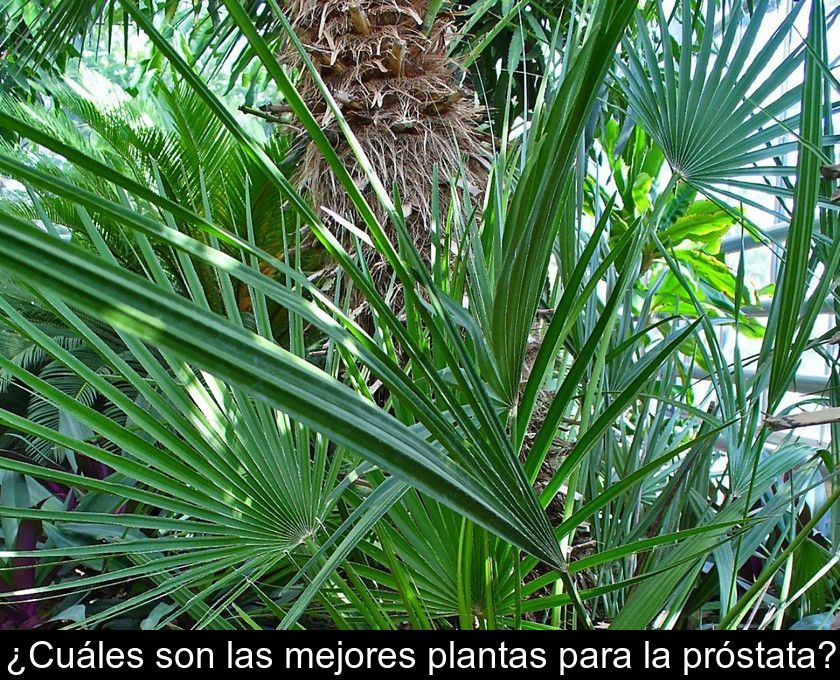 ¿cuáles Son Las Mejores Plantas Para La Próstata?