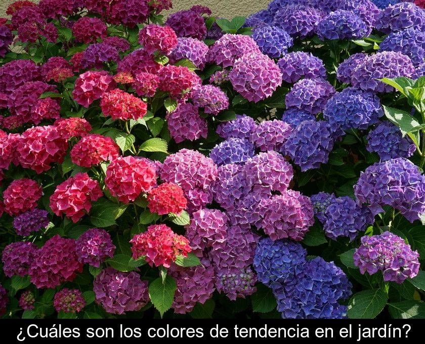 ¿cuáles Son Los Colores De Tendencia En El Jardín?