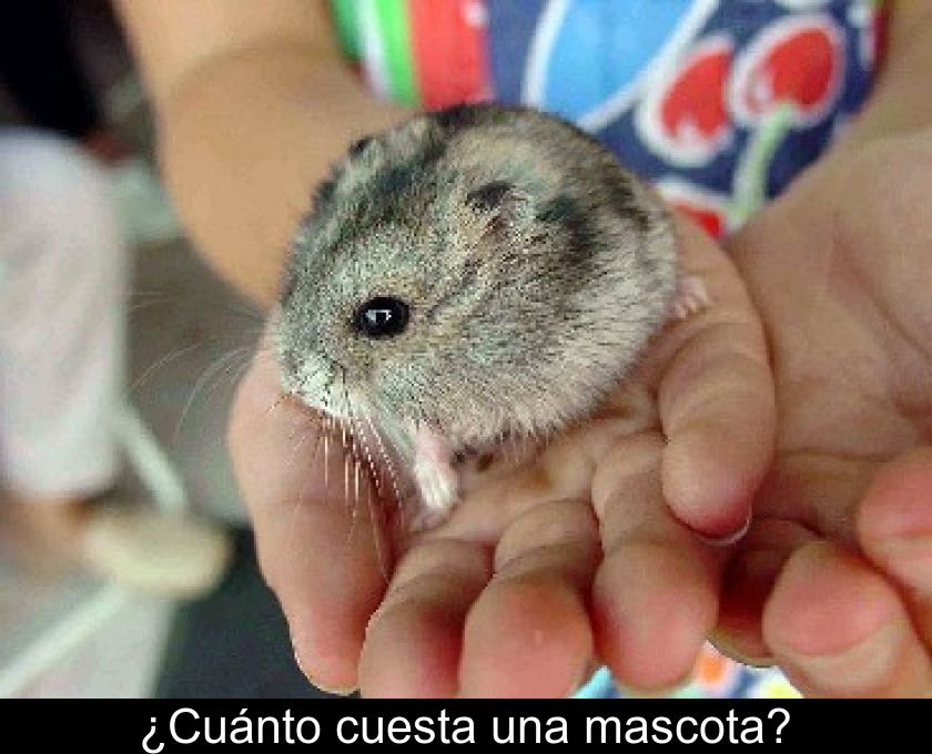 ¿cuánto Cuesta Una Mascota?