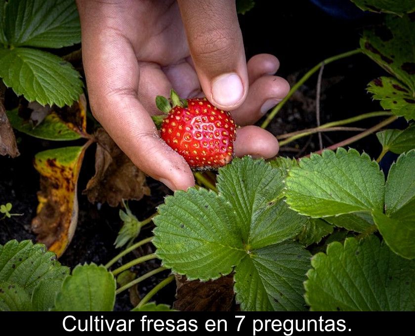 Cultivar Fresas En 7 Preguntas.