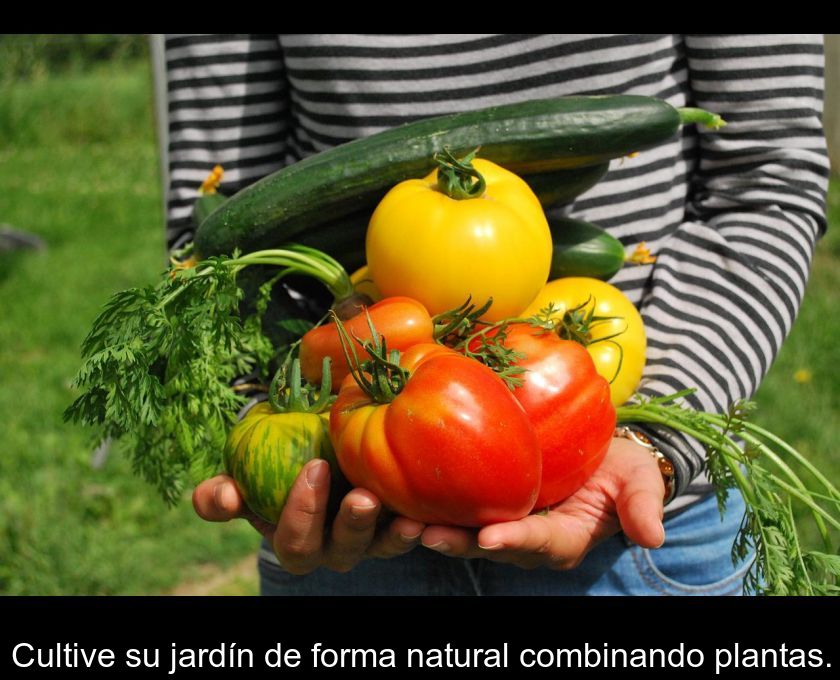 Cultive Su Jardín De Forma Natural Combinando Plantas.