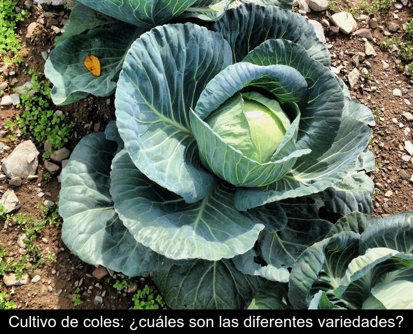 Cultivo De Coles: ¿cuáles Son Las Diferentes Variedades?