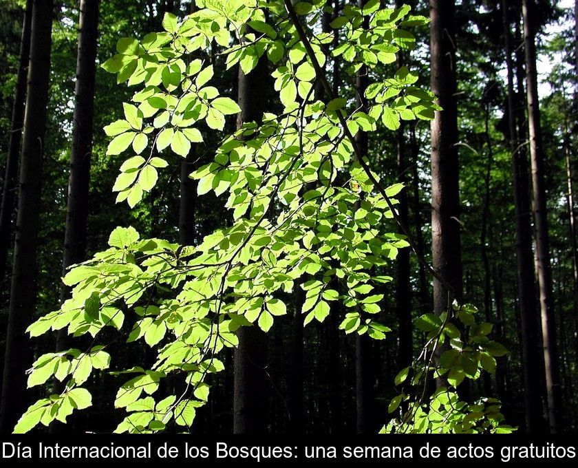 Día Internacional De Los Bosques: Una Semana De Actos Gratuitos