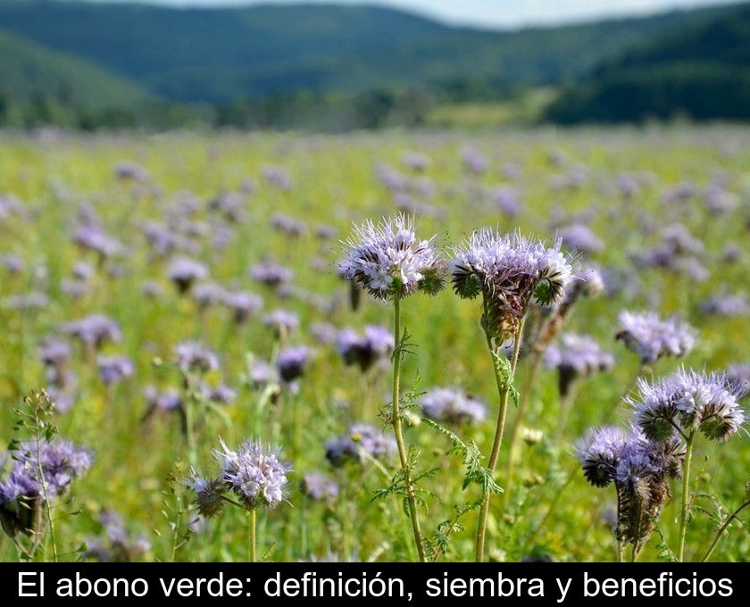 El Abono Verde: Definición, Siembra Y Beneficios