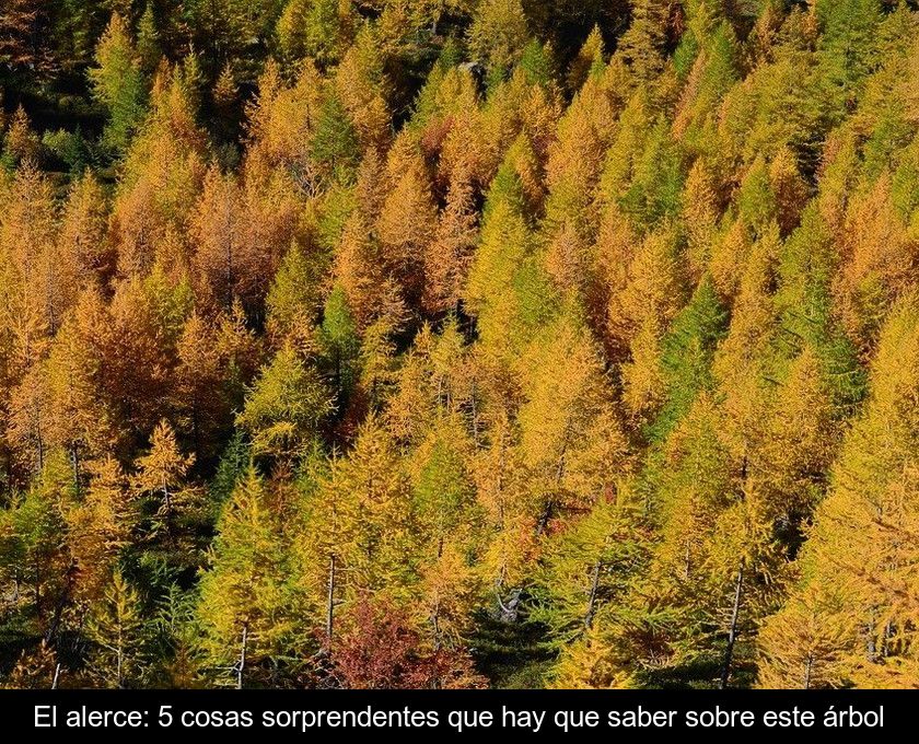 El Alerce: 5 Cosas Sorprendentes Que Hay Que Saber Sobre Este árbol