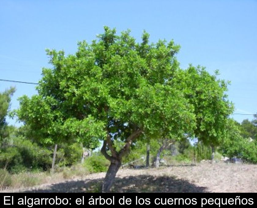 El algarrobo: el árbol de los cuernos pequeños