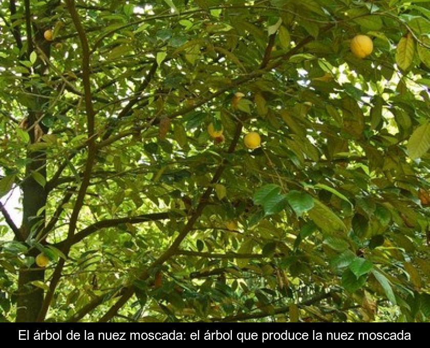 El árbol De La Nuez Moscada: El árbol Que Produce La Nuez Moscada