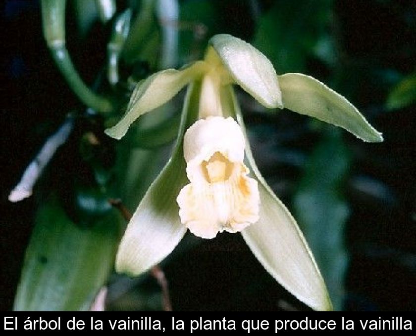 El árbol De La Vainilla, La Planta Que Produce La Vainilla