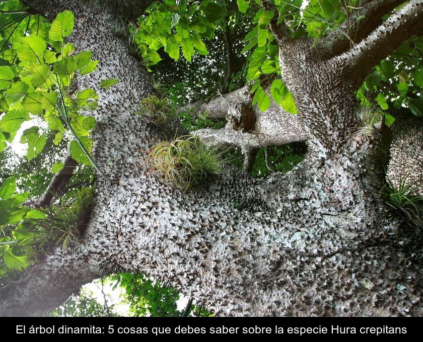 El árbol Dinamita: 5 Cosas Que Debes Saber Sobre La Especie Hura Crepitans