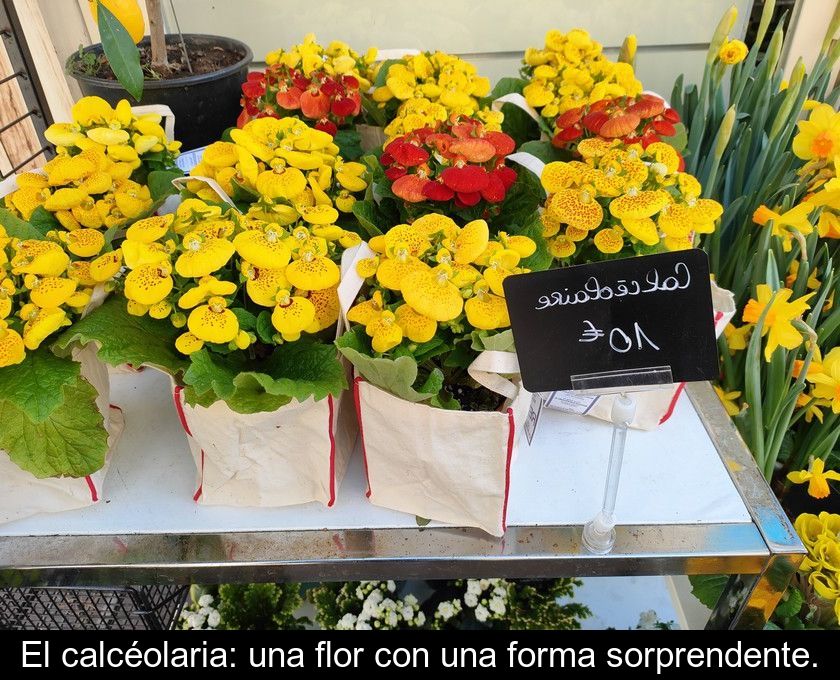 El Calcéolaria: Una Flor Con Una Forma Sorprendente.