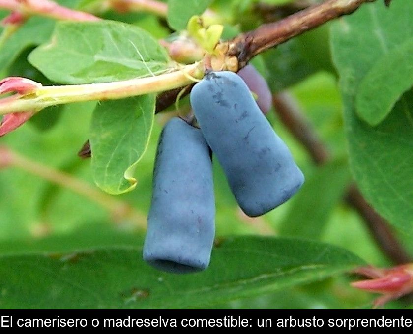 El Camerisero O Madreselva Comestible: Un Arbusto Sorprendente