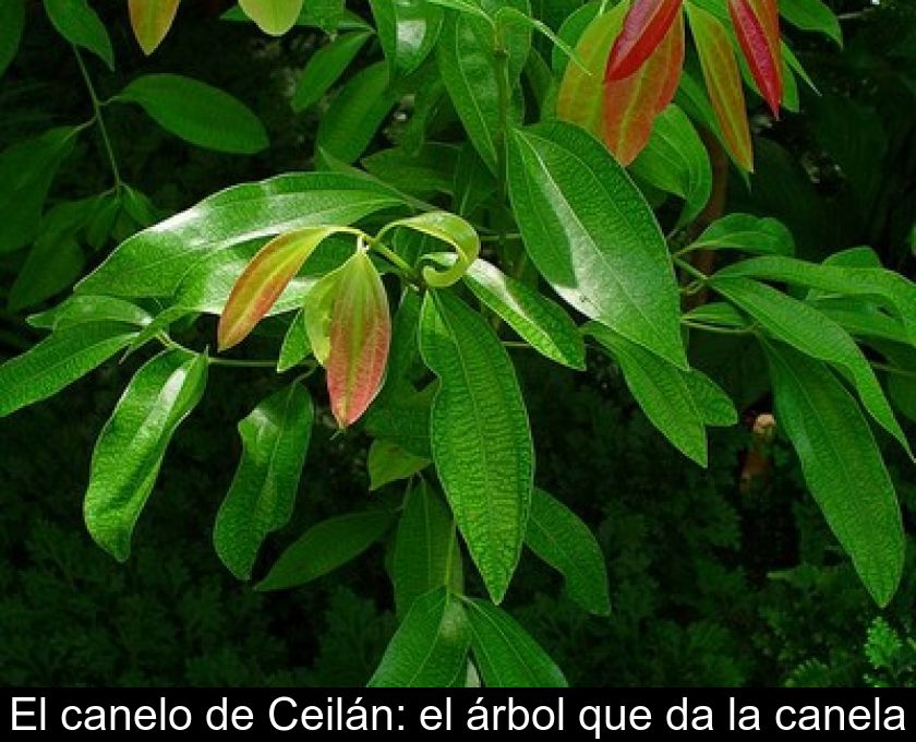 El Canelo De Ceilán: El árbol Que Da La Canela